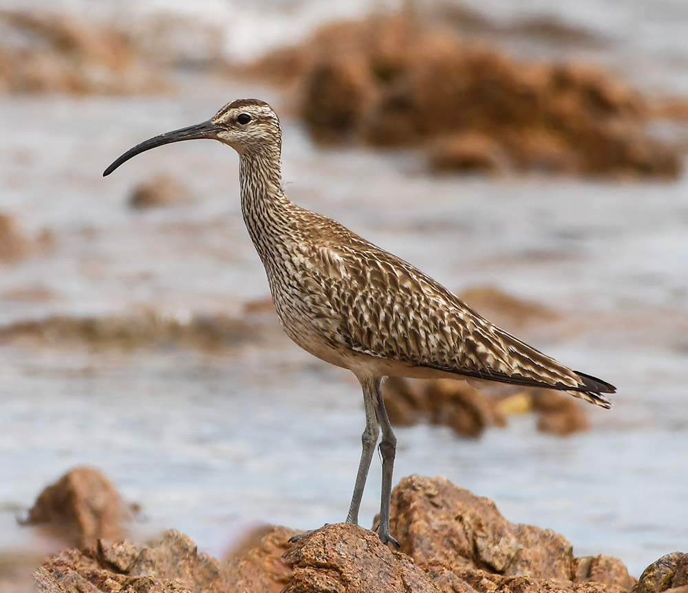 Whimbrel by Stewart Logan