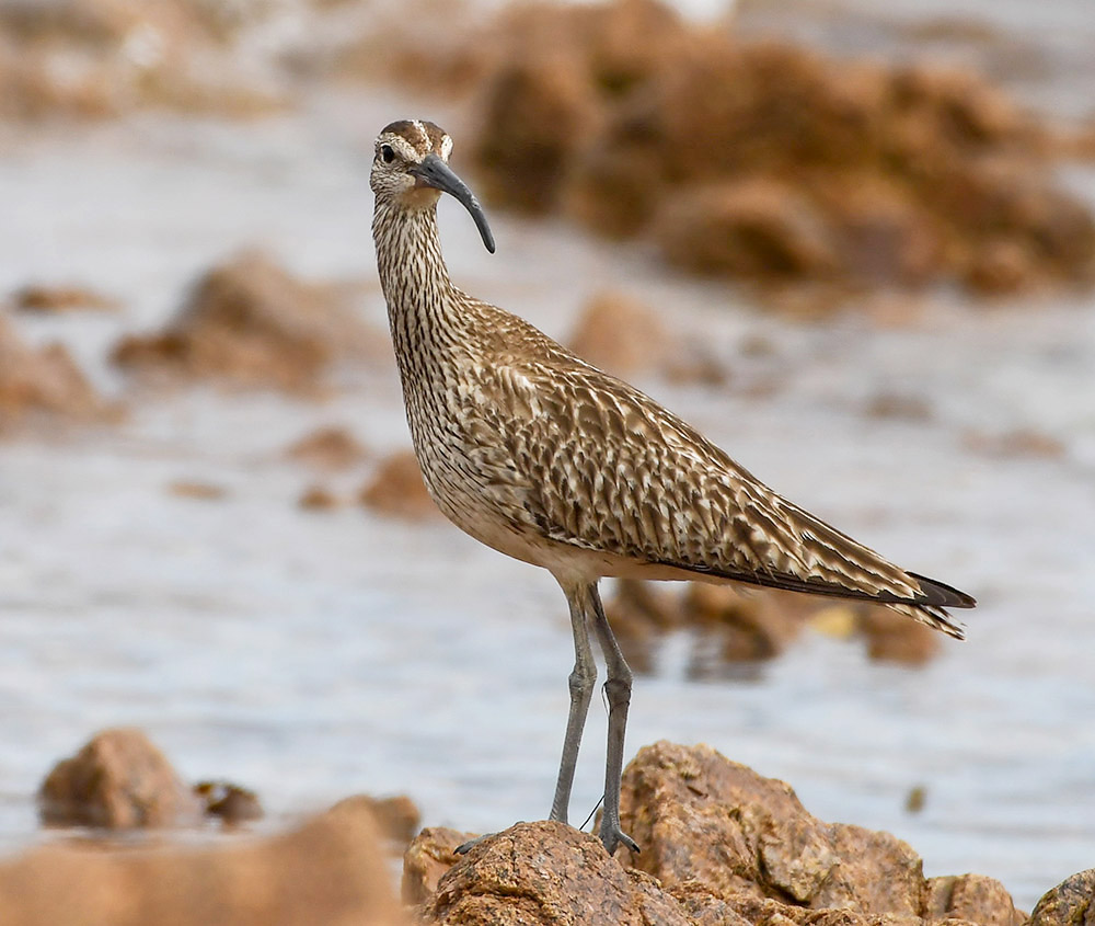 Whimbrel by Stewart Logan