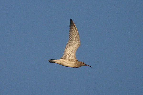 Whimbrel by Mick Dryden