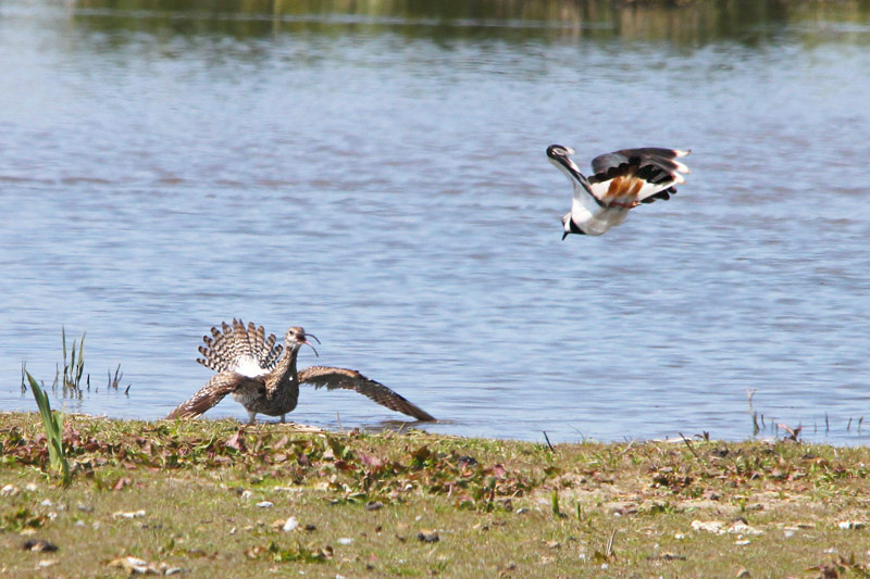 Whimbrel and Lapwing by Roy Filleul