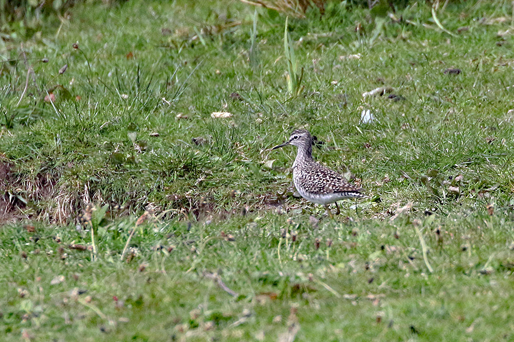 Wood Sandpiper by Alan Modral