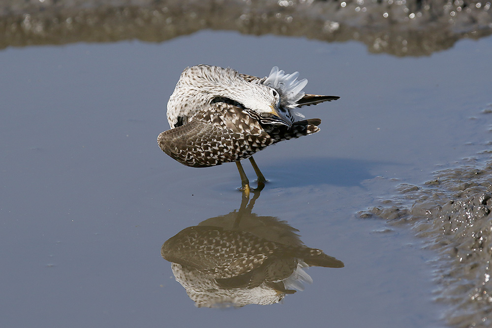 Wood Sandpiper by Mick Dryden