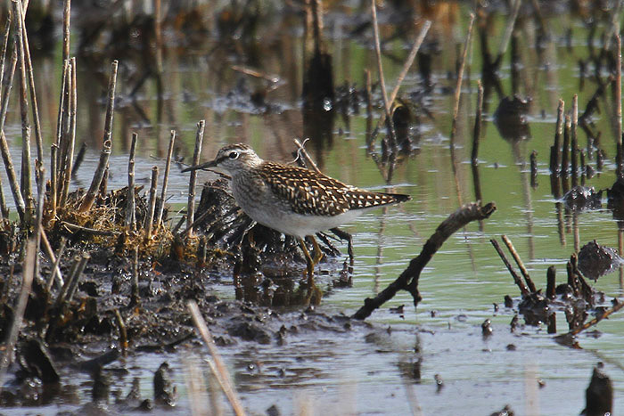 Wood Sandpiper with Snipe by Mick Dryden