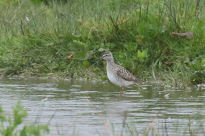 Wood Sandpiper by Mick Dryden