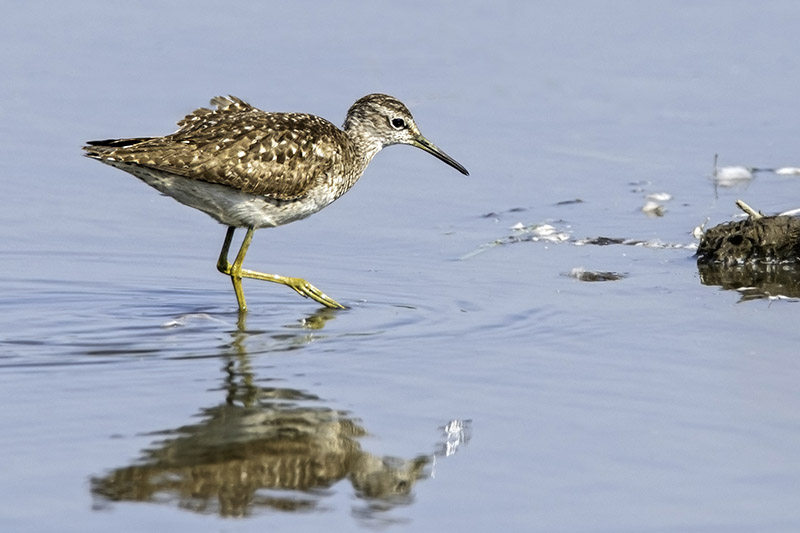 Wood Sandpiper by Romano da Costa