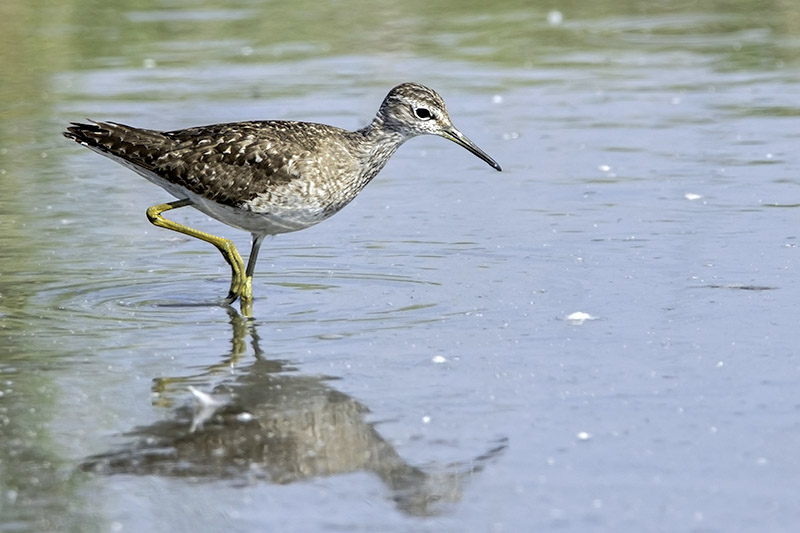 Wood Sandpiper by Romano da Costa