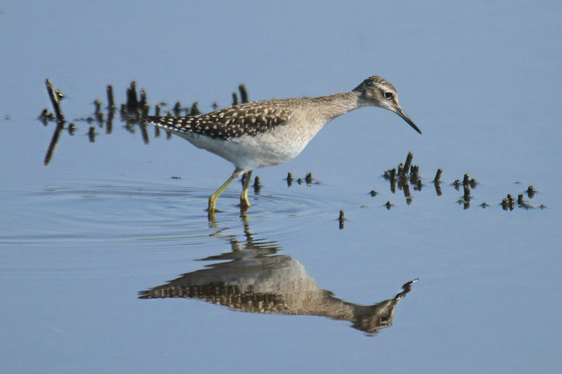 Wood Sandpiper by Mick Dryden