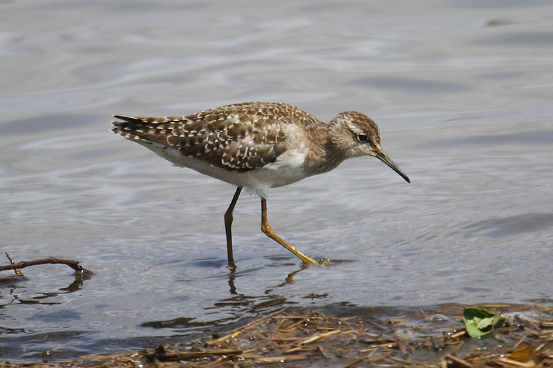 Wood Sandpiper by Mick Dryden