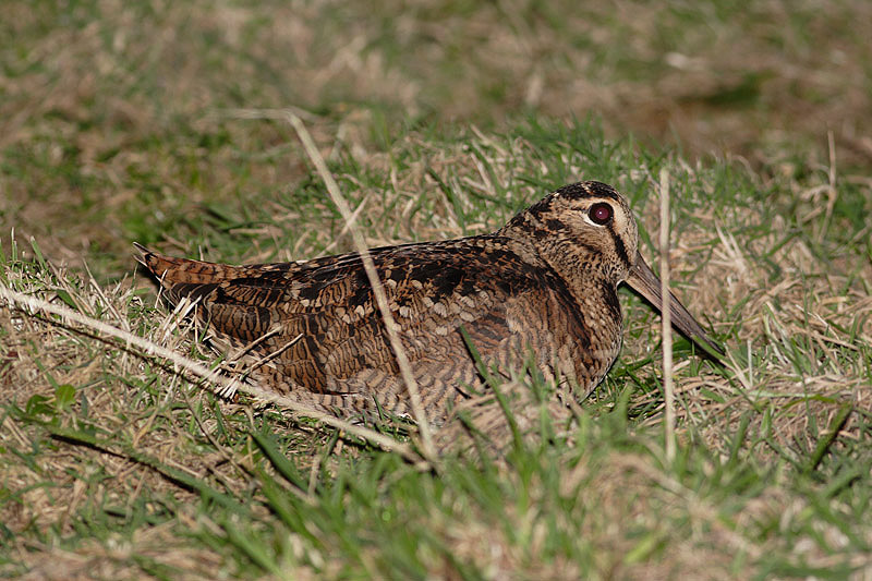 Woodcock by Duncan Wilson