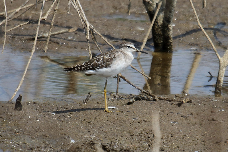 Wood Sandpiper by Mick Dryden