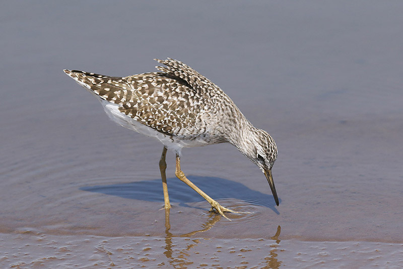 Wood Sandpiper by Mick Dryden