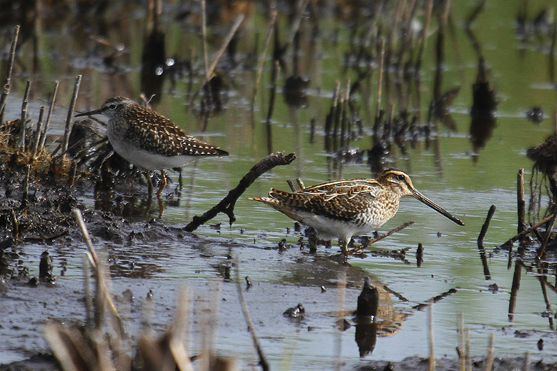 Wood Sandpiper with Snipe by Mick Dryden