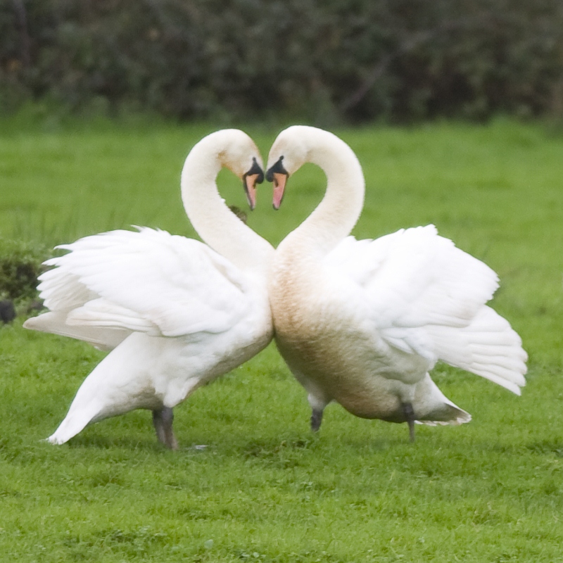 Mute swans by Trevor Biddle