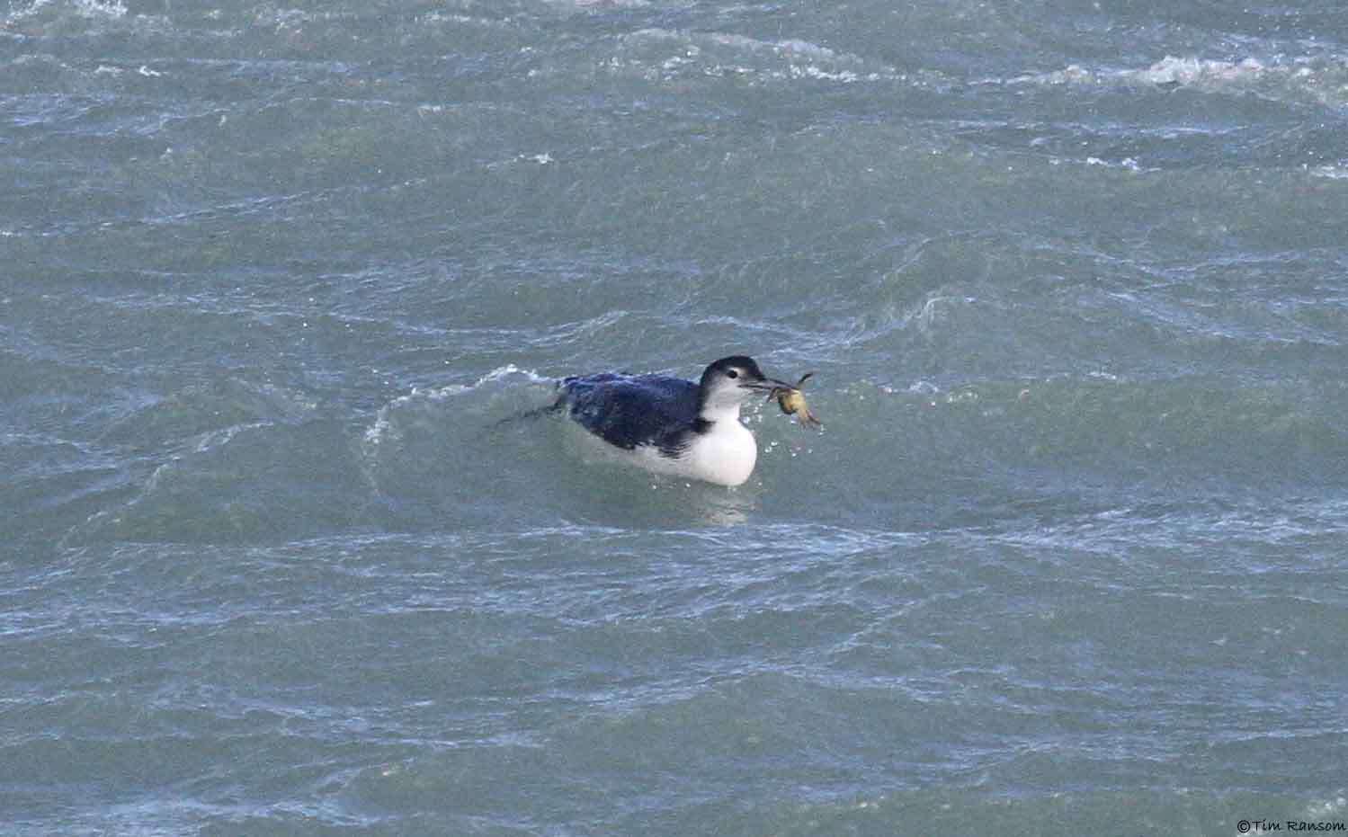 Great Northern Diver