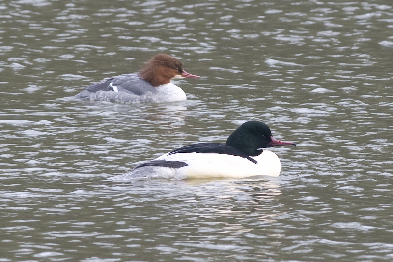 Goosander pair at Queen's Valley. Photo by Trevor Biddle