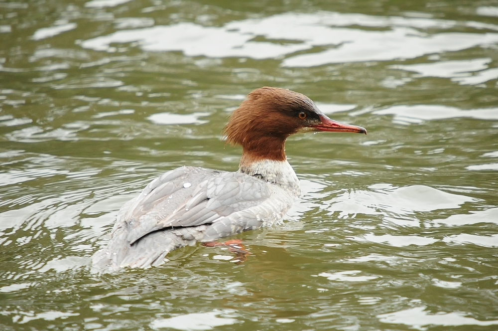 Goosander female by Romano da Costa