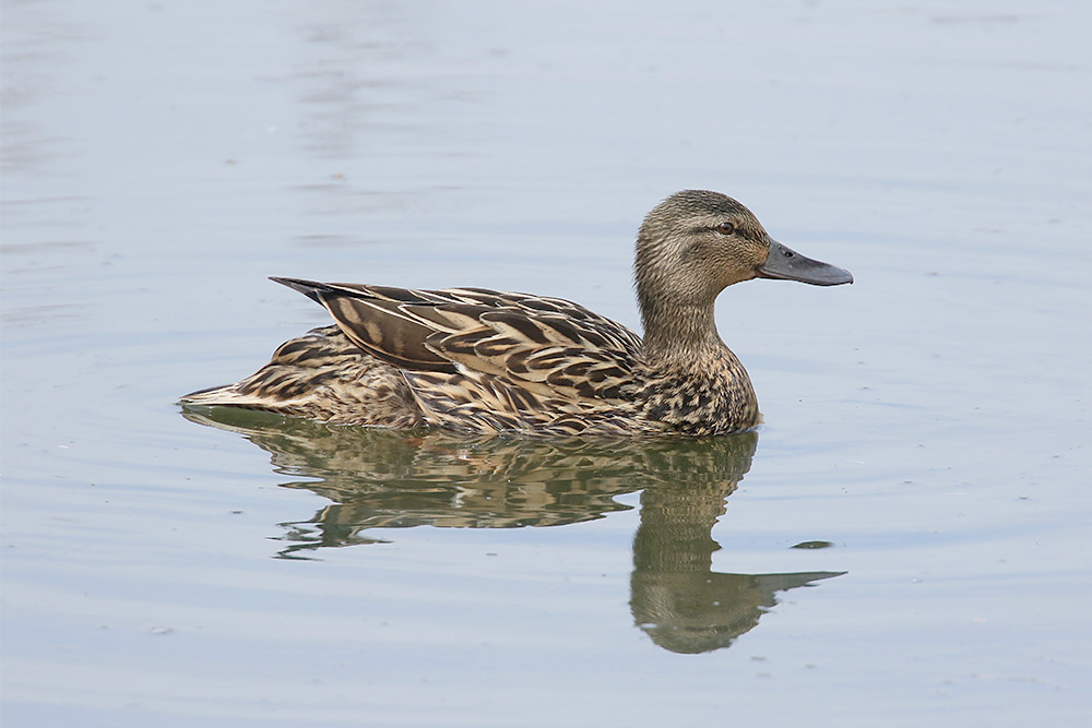 Mallard by Mick Dryden