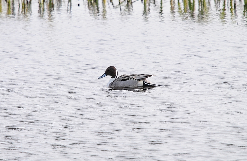 Male pintail at St Ouen's Pond - Romano da Costa