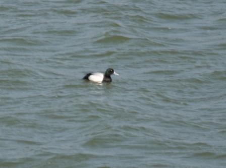 Scaup by Tony Paintin