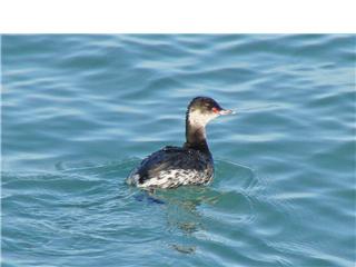 Slavonian Grebe by Tim Ransom