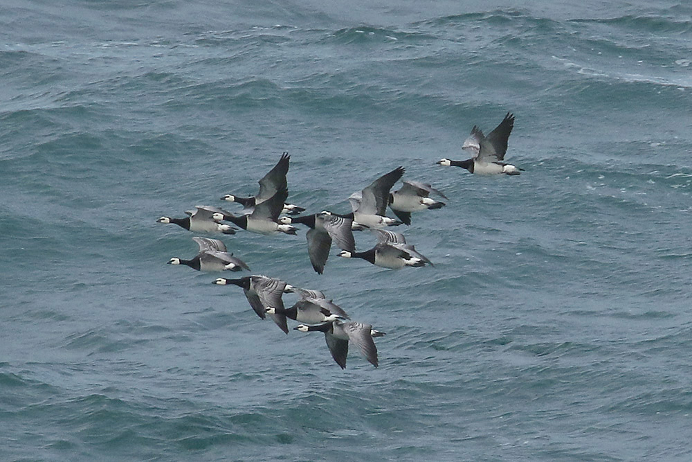 Barnacle Geese by Mick Dryden