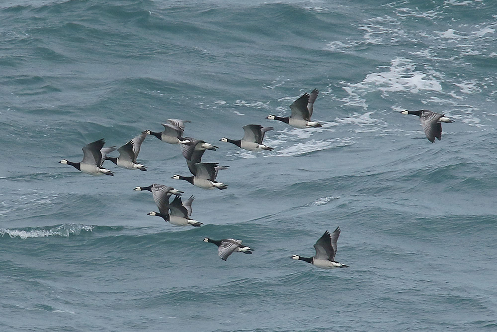 Barnacle Geese by Mick Dryden