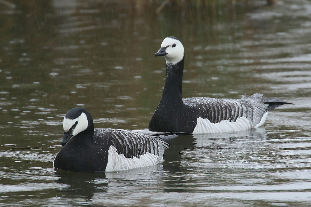 Barnacle Geese by Mick Dryden