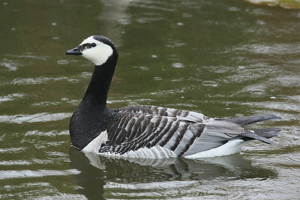 Barnacle Goose by Mick Dryden