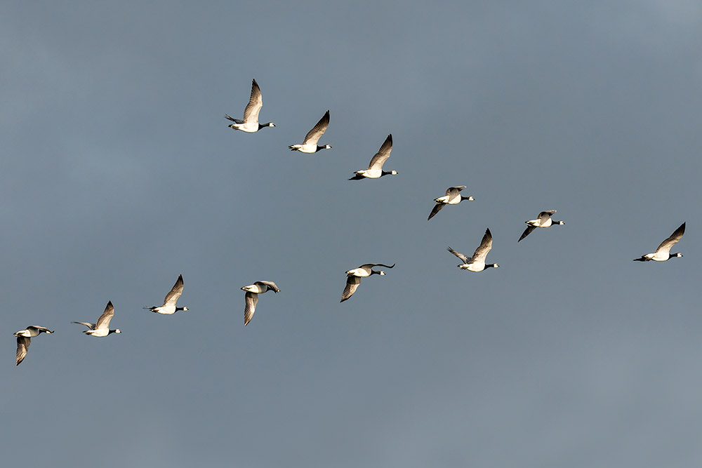 Barnacle Geese by Romano da Costa