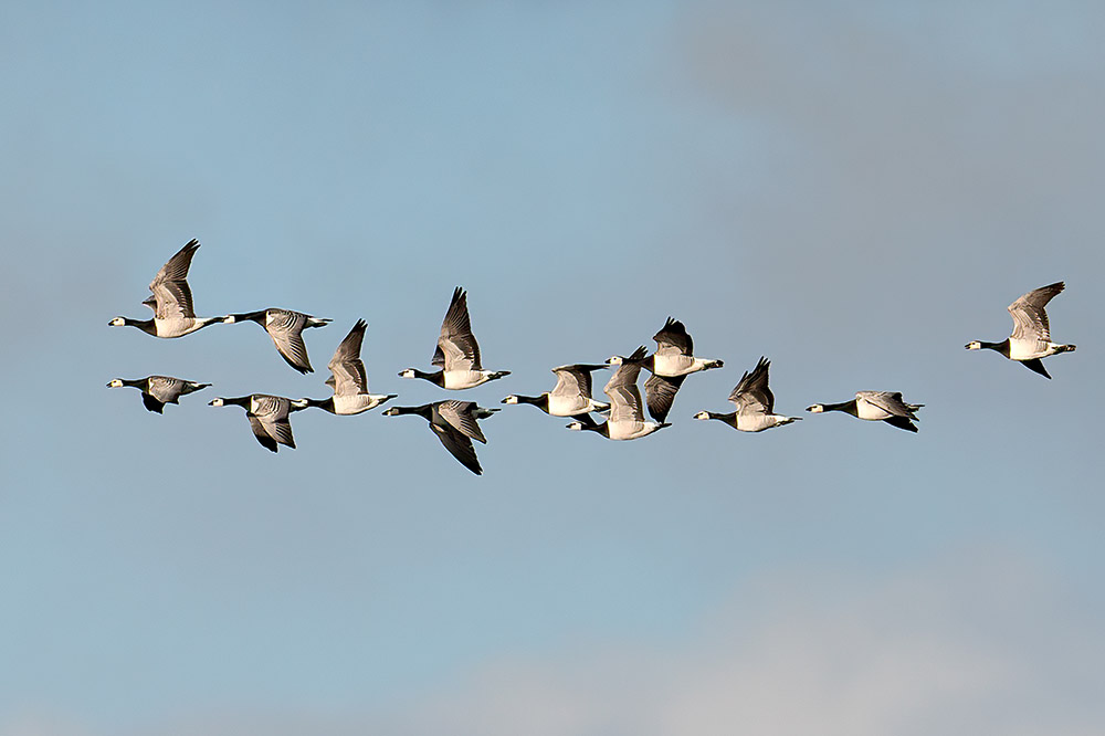 Barnacle Goose by Romano da Costa