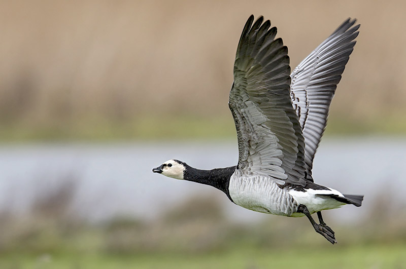 Barnacle Goose by Romano da Costa