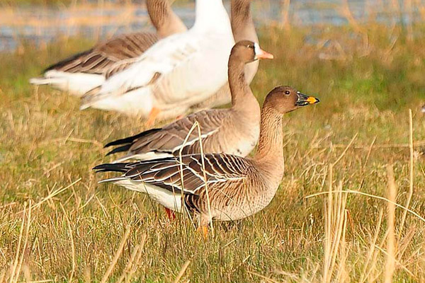 Bean Goose by Romano da Costa