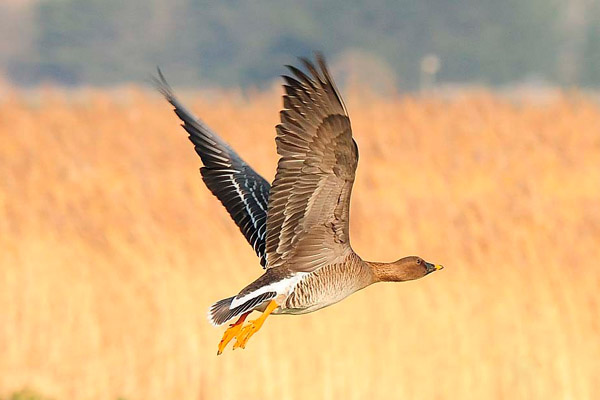 Bean Goose by Romano da Costa