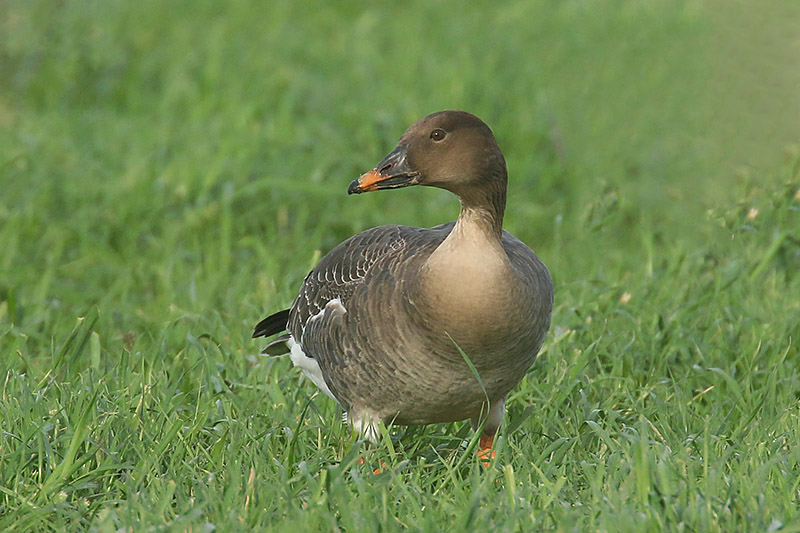 Bean Goose by Mick Dryden