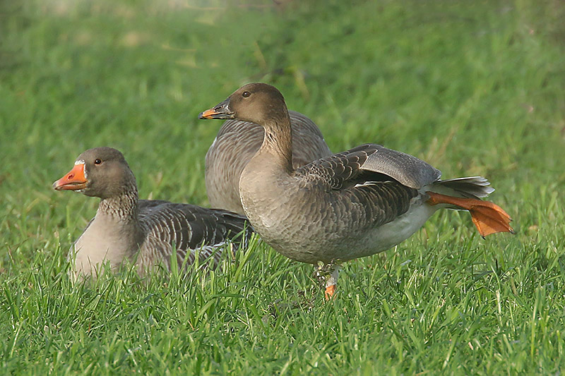 Bean Goose by Mick Dryden