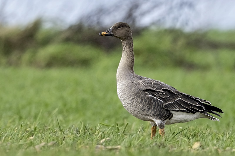 Bean Goose by Romano da Costa