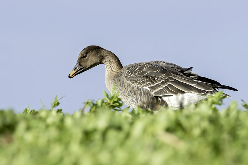 Bean Goose by Romano da Costa