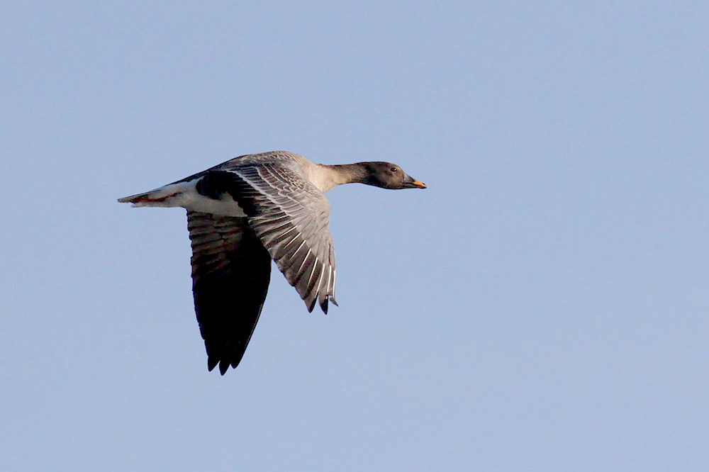 Bean Goose by Richard Gillam