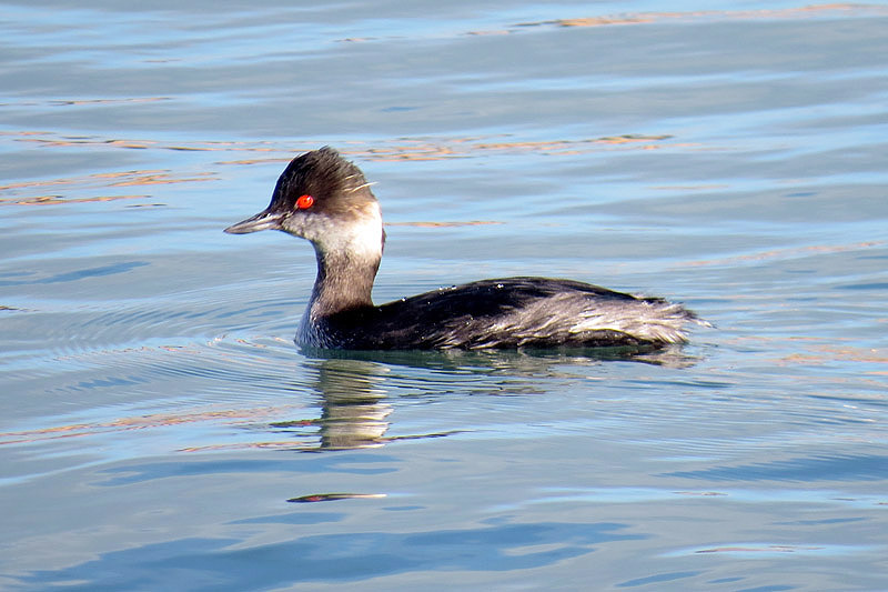 Black-necked Grebe by Alan Gicquel