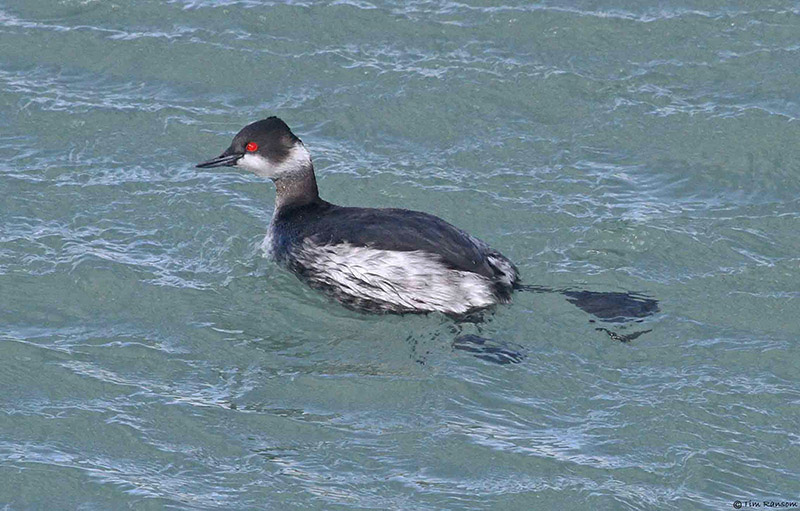 Black-necked Grebe by Tim Ransom