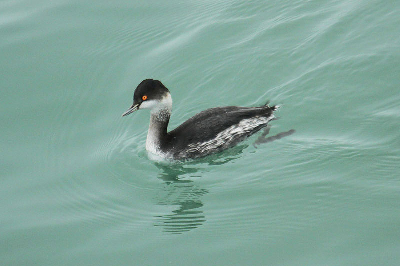 Black-necked Grebe by Mick Dryden