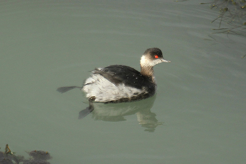 Black-necked Grebe by Mick Dryden