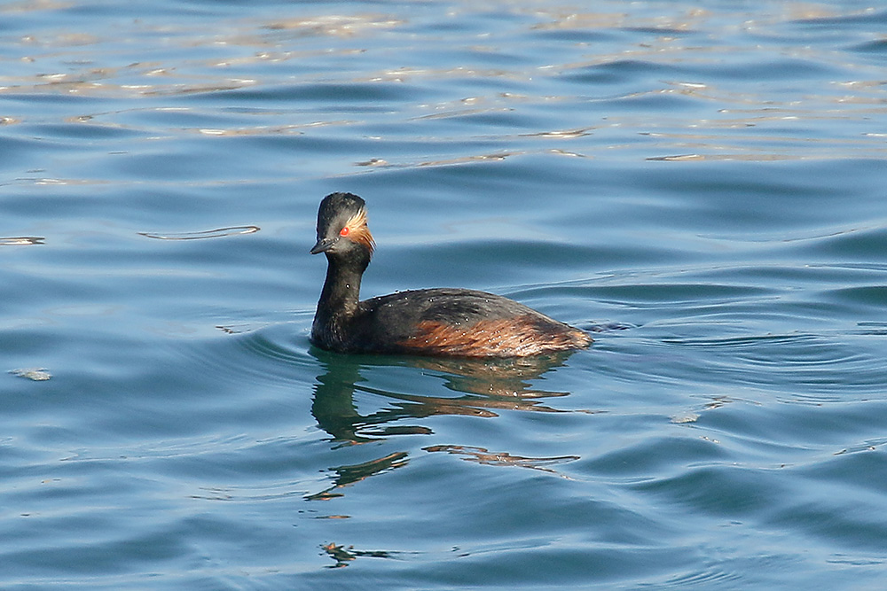 Black-necked Grebe by Mick Dryden