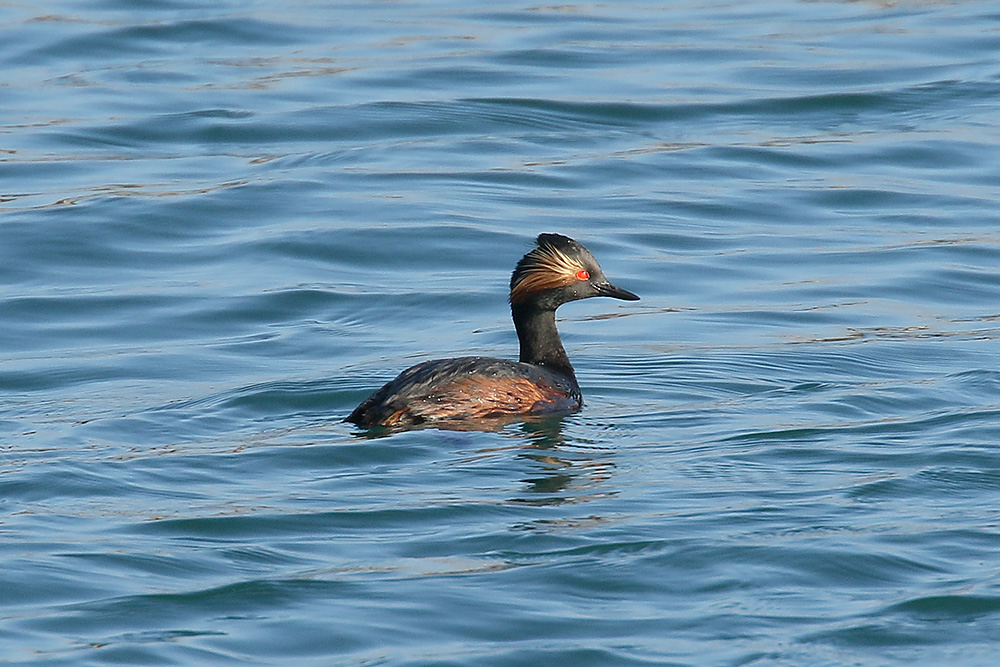 Black-necked Grebe by Mick Dryden
