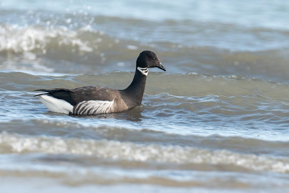 Black Brant by Romano da Costa