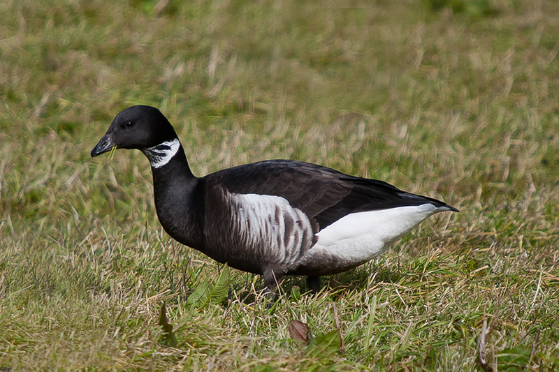 Black Brant by Romano da Costa