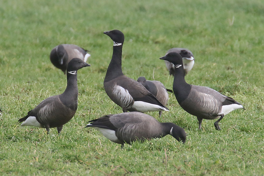 Black Brant by Mick Dryden