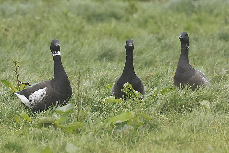 Black Brant by Mick Dryden