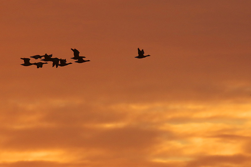 Brent Geese by Mick Dryden