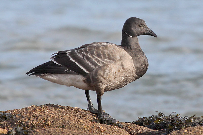 Brent Goose by Tim Ransom